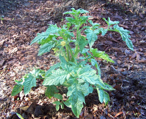 determinate tomato plant