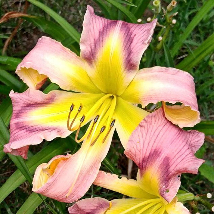 Daylily Earth Wind and Fire