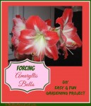 Amaryllis Bulbs Forcing – Easy Gardening Project