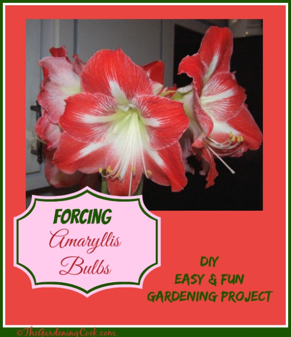 Forcing Amaryllis Bulbs indoors is an easy and fun gardening project that the kids will love. They grow so quickly and are huge. Find out how to do it at https://staging.thegardeningcook.com/amaryllis-bulbs/