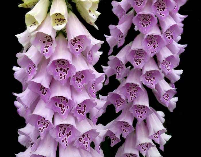 Foxgloves are loved by hummingbirds