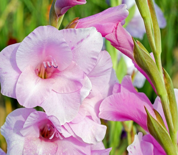 Pink gladiolus is often grown for cut lfowers