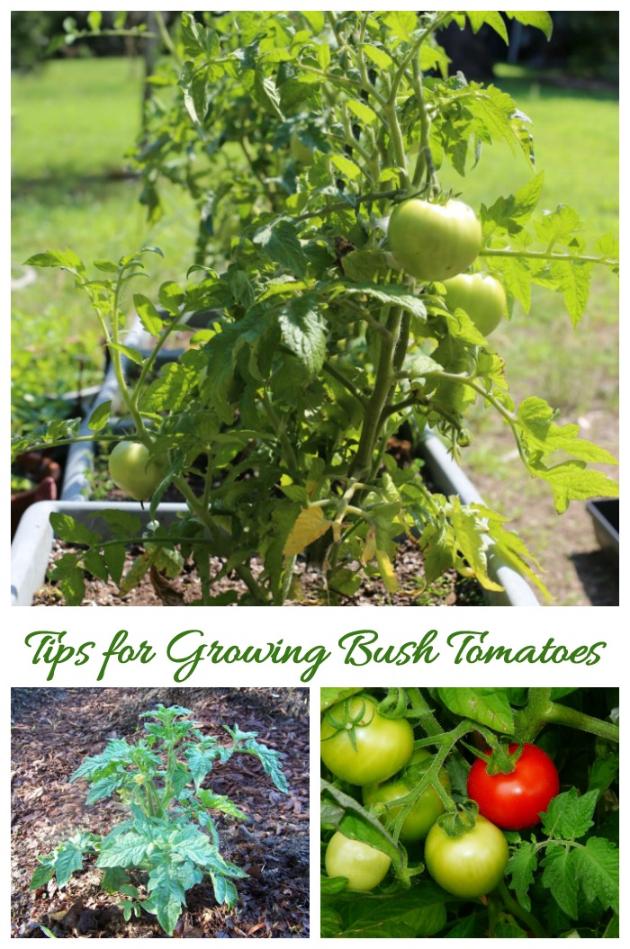 Tips for growing bush tomatoes