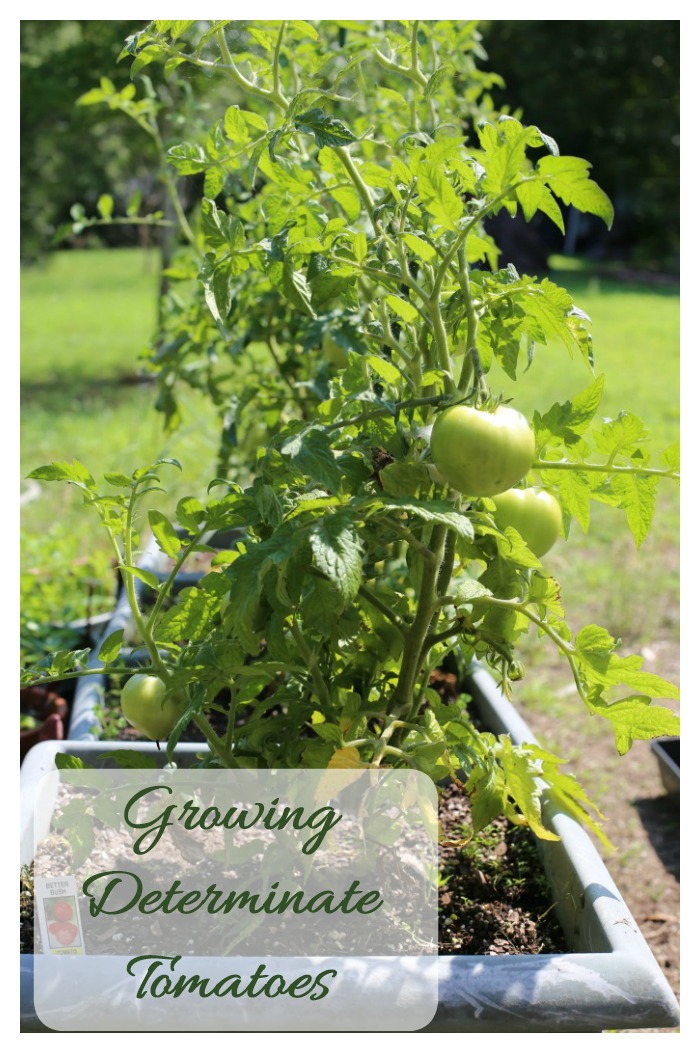 Tips for growing determinate tomatoes