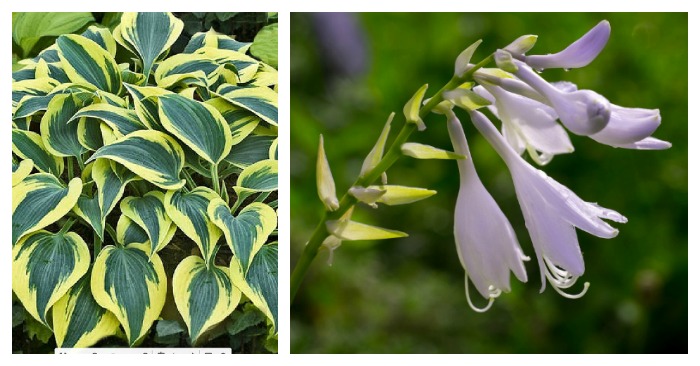 Leaves and flowers of Hosta Autumn Frost