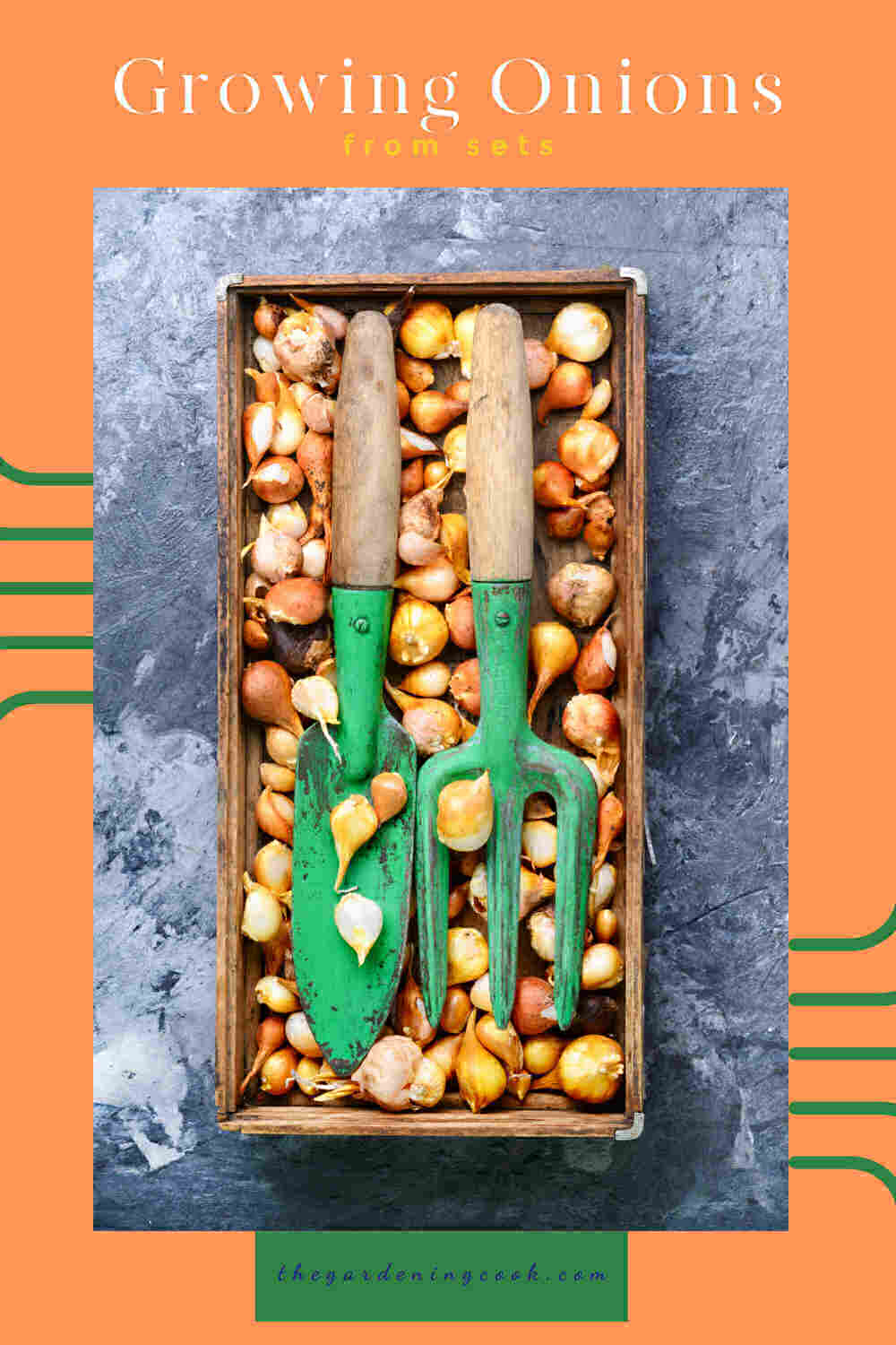 onion sets in a box with garden tools and words "growing onions from sets."