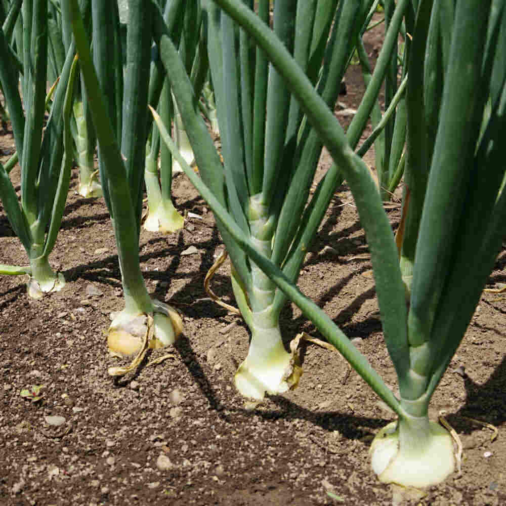 Onions growing in a field.