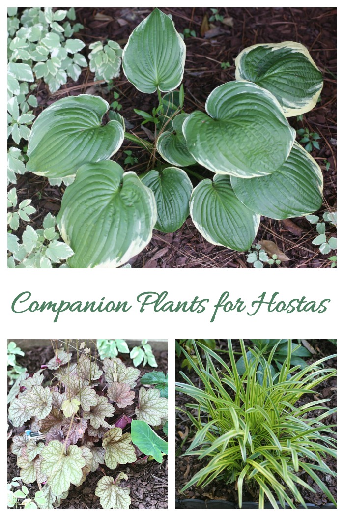 Companion plants for hostas