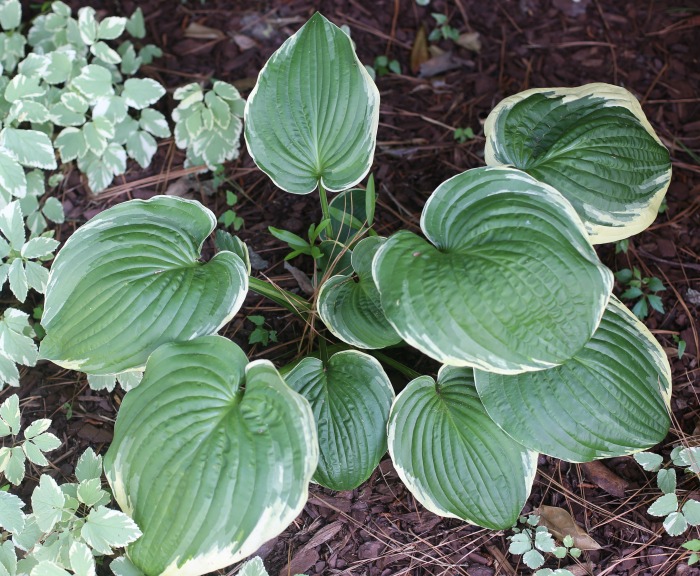 Hosta Francee has heart shaped leaves with white margins