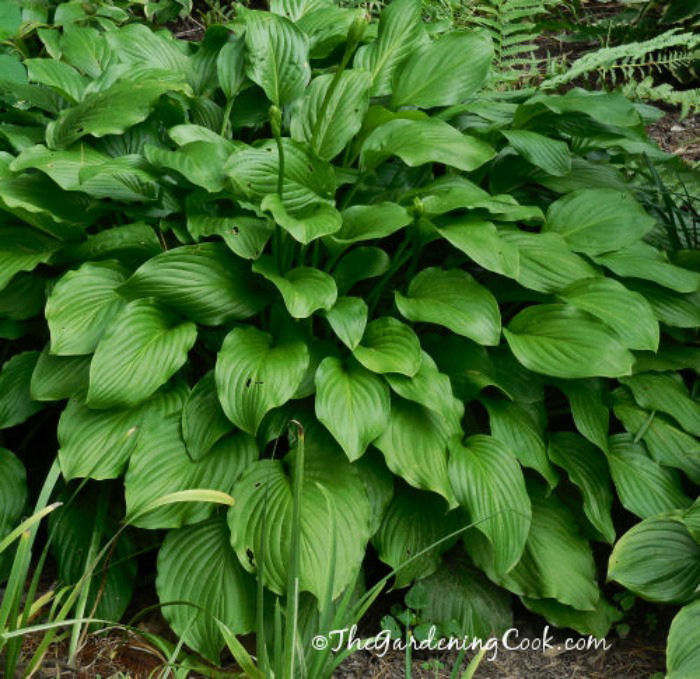 Hosta Royal Standard