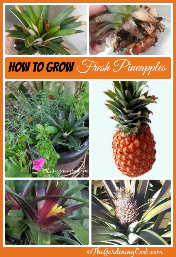 How to grow your own pineapples: thegardeningcook.com/growing-pineapples