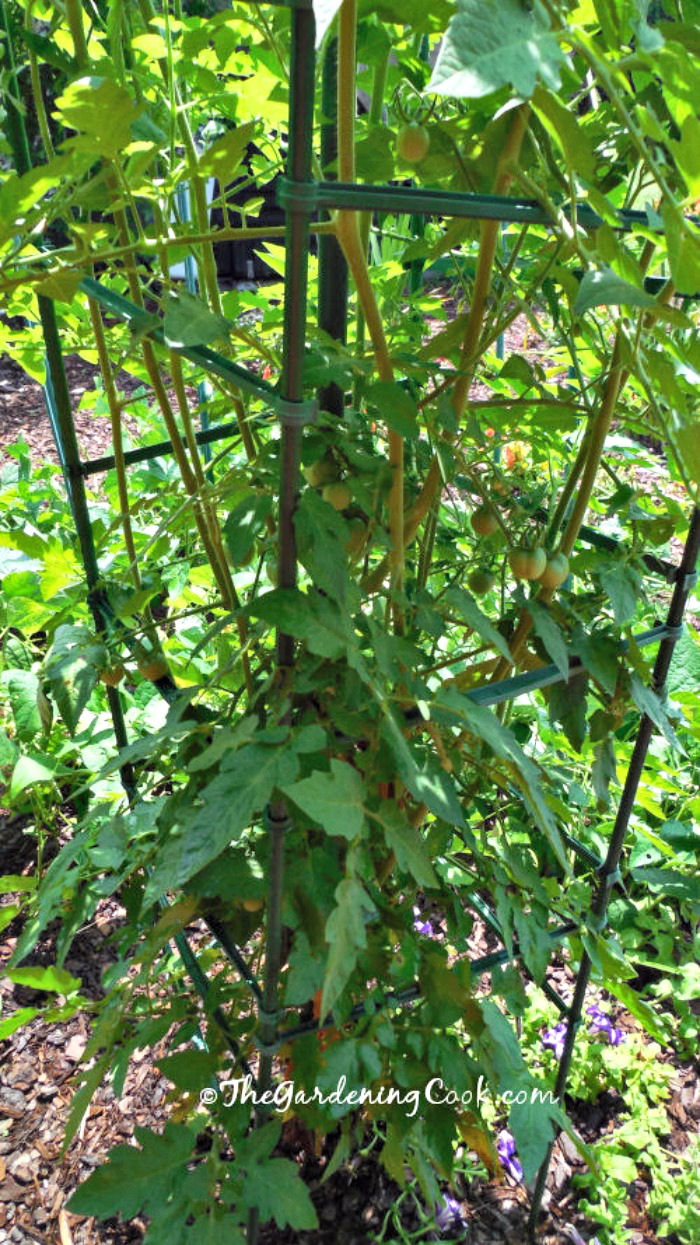 Indeterminate tomato plant in a cage