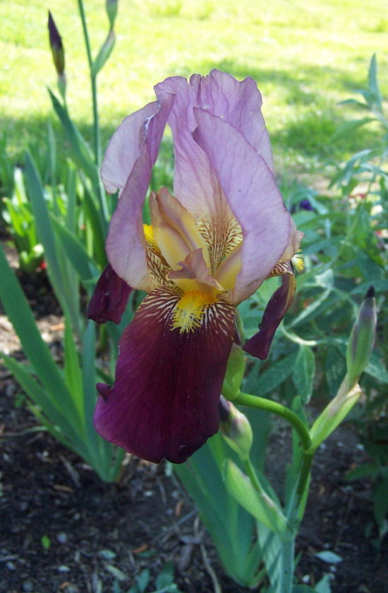 iris