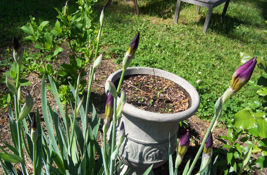 iris bulb