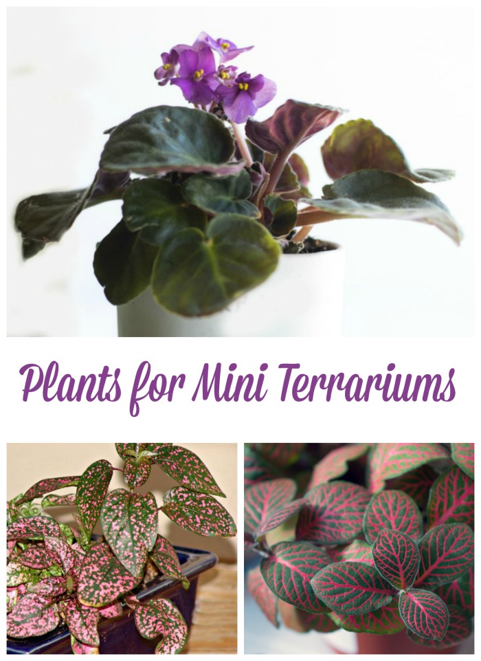 Plants for mini terrariums
