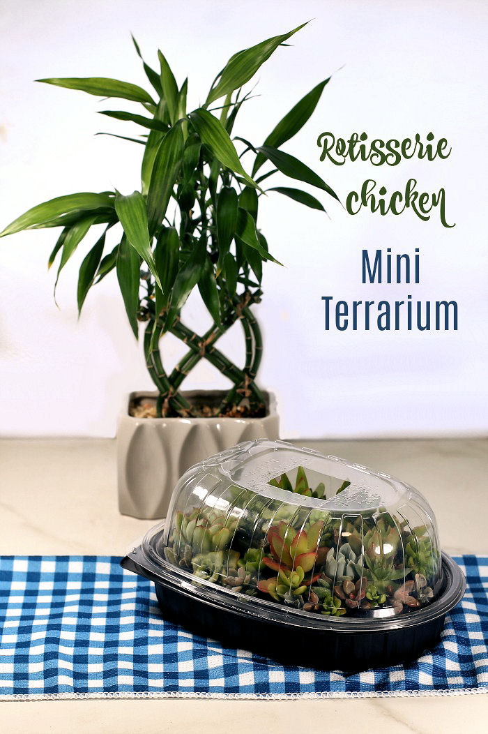 Rotisserie chiicken container used as a mini terrarium,