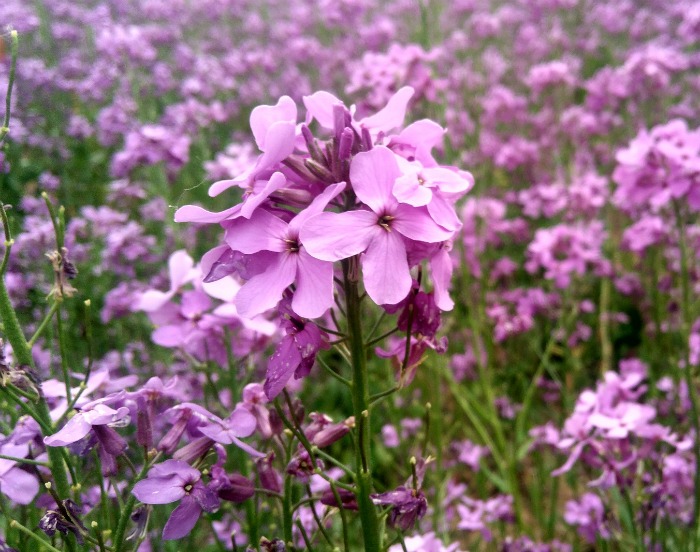 Moss verbena is a a pretty pink flowering perenniaal