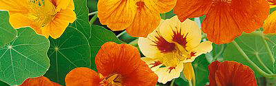 Nasturtiums as Companion Plants Help your Veggies