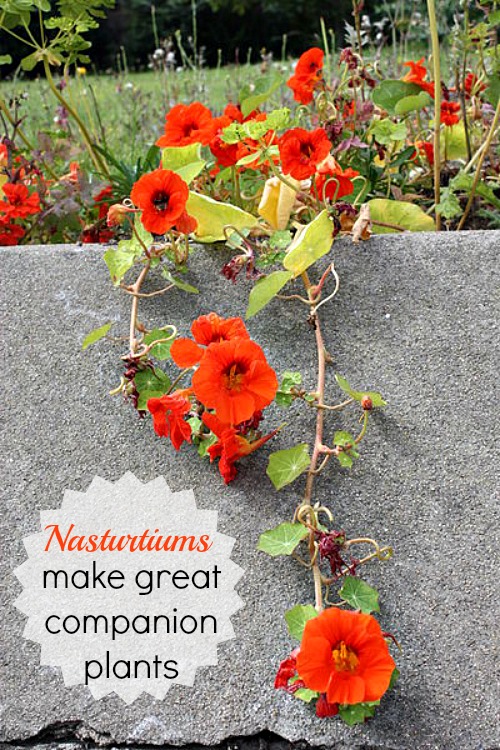 Nasturtiums make great companion plants