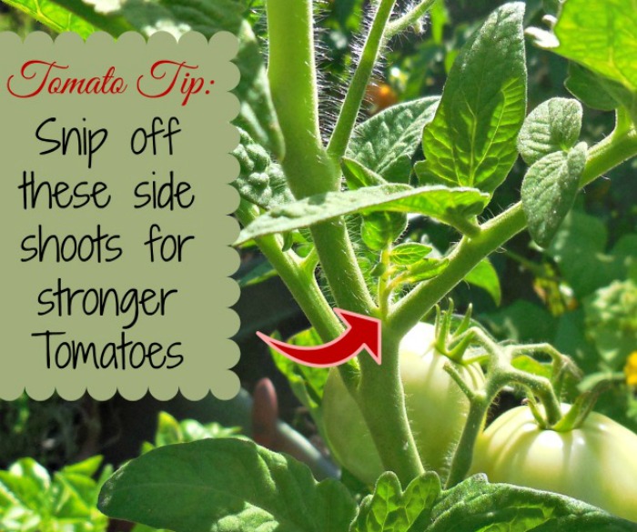 Pruning suckers on tomato plants