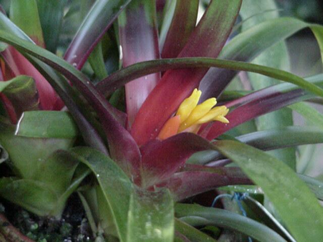 Pineapple flower