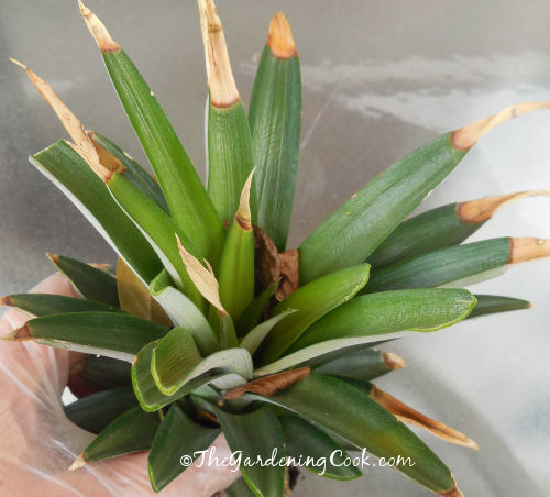Top of a pineapple