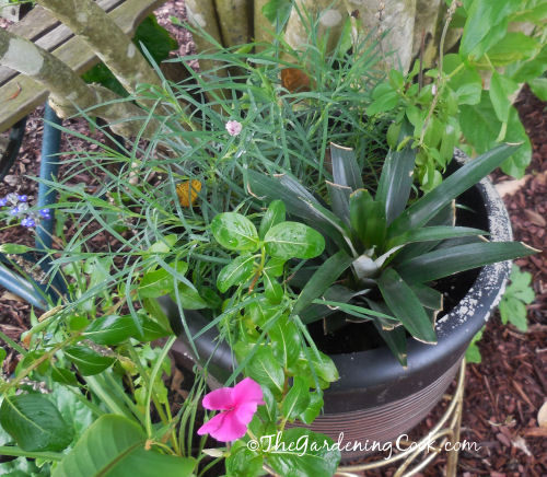 Pineapple top in a planter