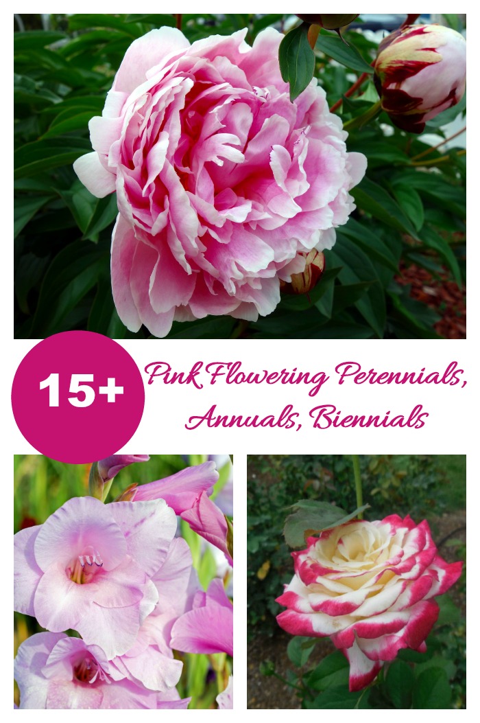 These perennials, biennials and annuals all have shades of pink flowers that will delight.