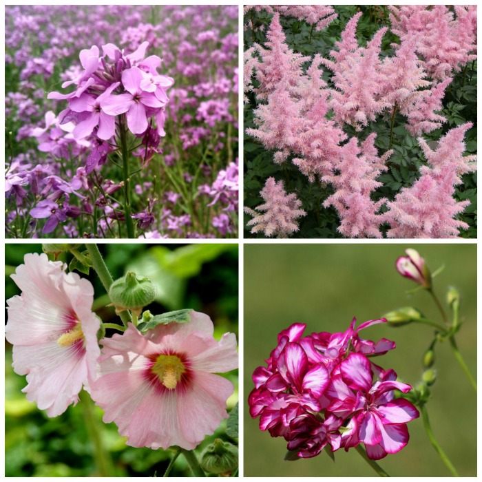 Pink Flowers – The Best Flowering Pink Annuals and Perennials for Your Garden