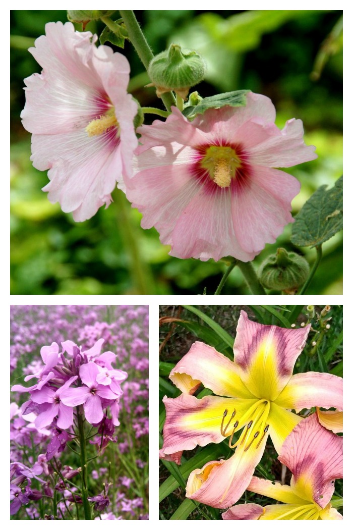 These pink flowers are stunners in a summer garden. Get some more ideas for pink flowers on The Gardening Cook