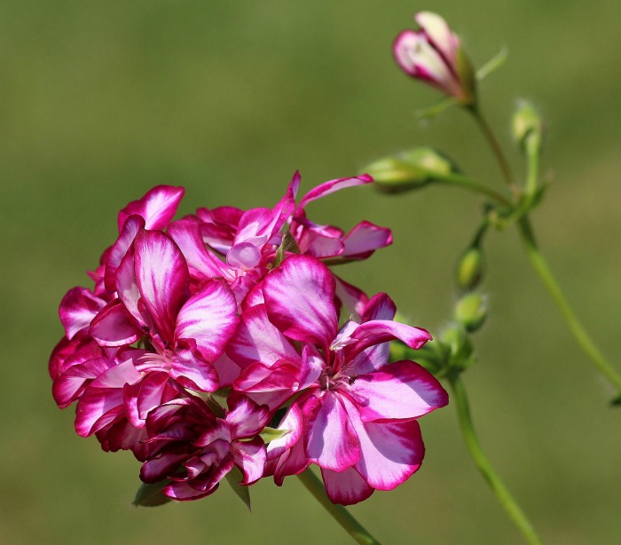 Pink Geranium is an easy to grow summer annual
