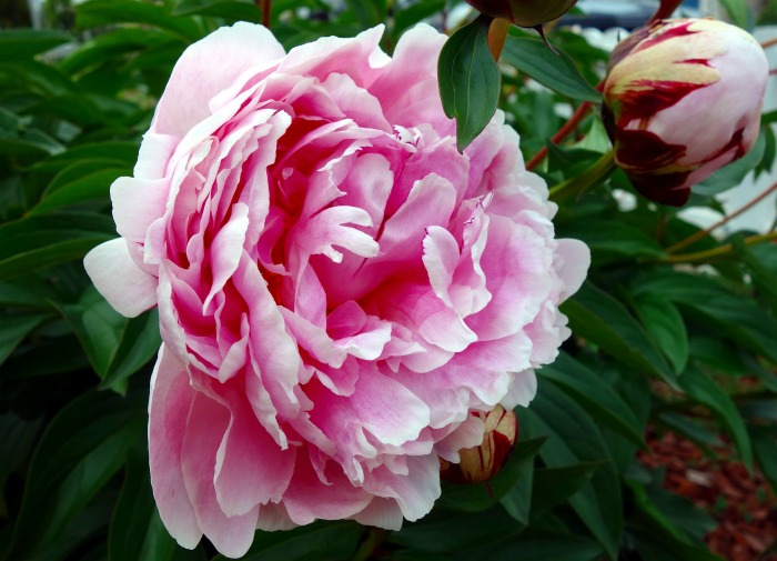 Pictures of pink flowers - Peony