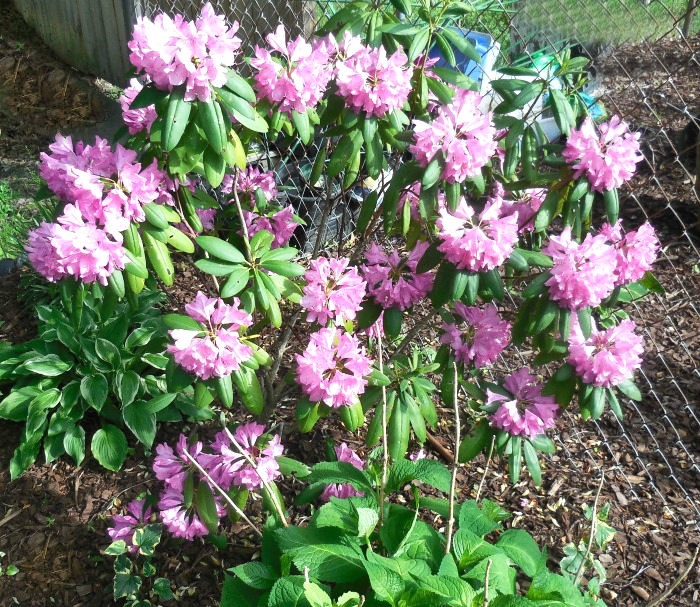 Pink rhododendron in full flower