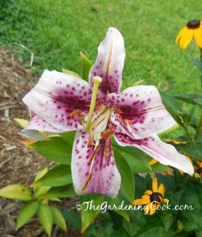 Pink spotted Oriental Lily
