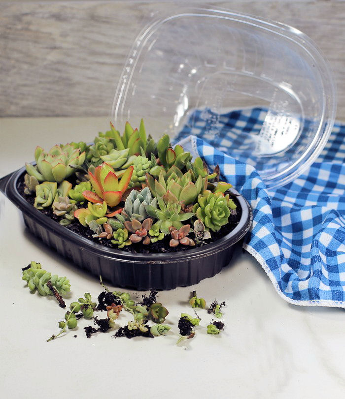 Succulent terrarium and a few mini succulent plants
