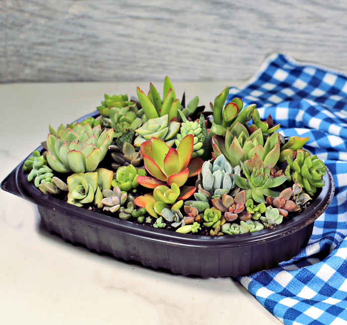 Succulent in a mini terrarium base