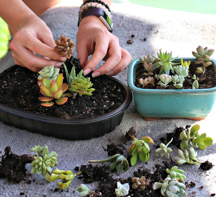 Planting a mini terrarium