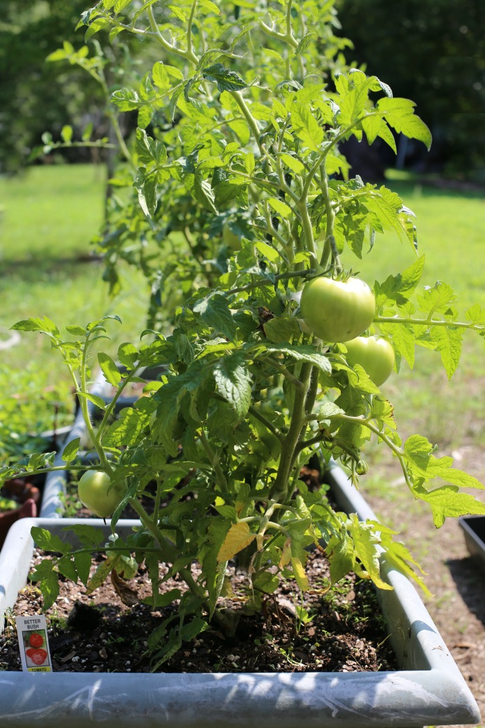 Determinate tomato plants in a conatiner