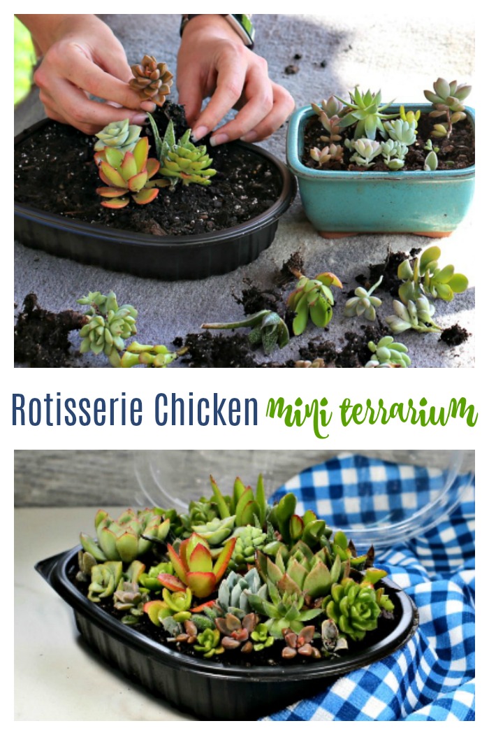 Rotisserie chicken miniature terrarium