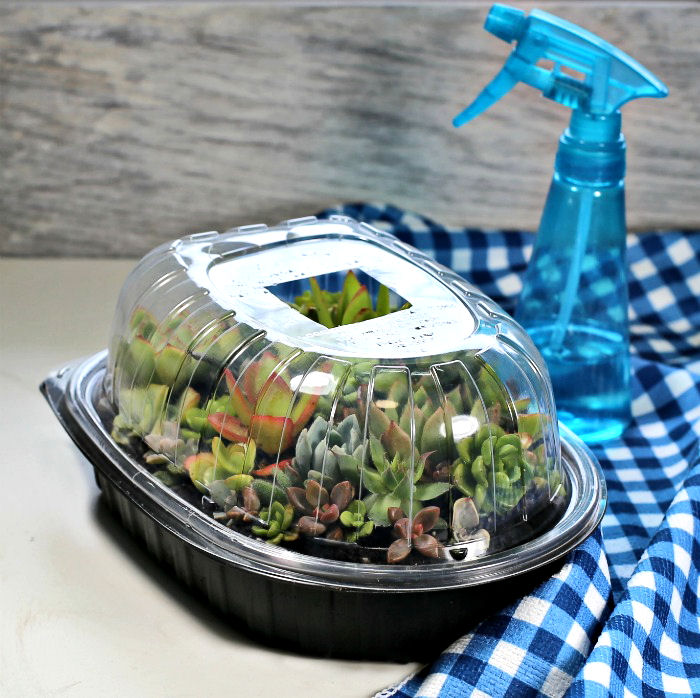 Rotisserie chicken container used as a mini terrarium