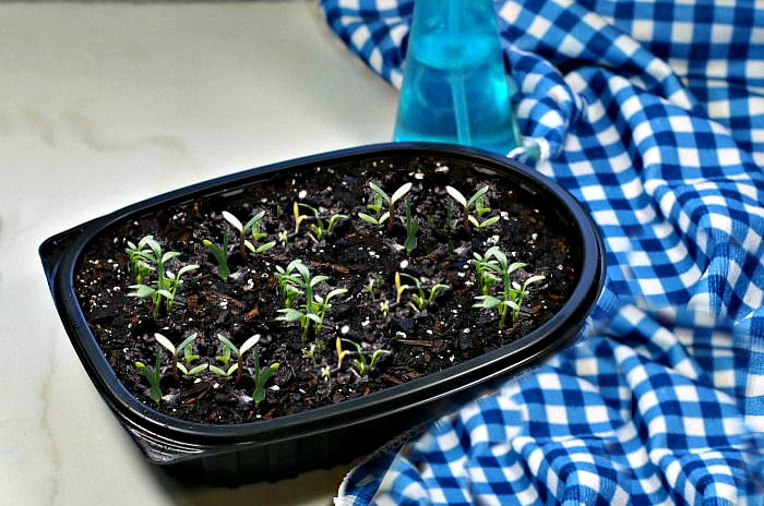 seedlings growing in a mini terrarium
