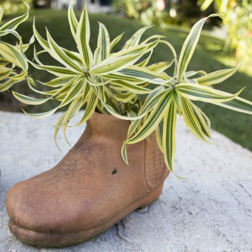 boot planter with dracaena
