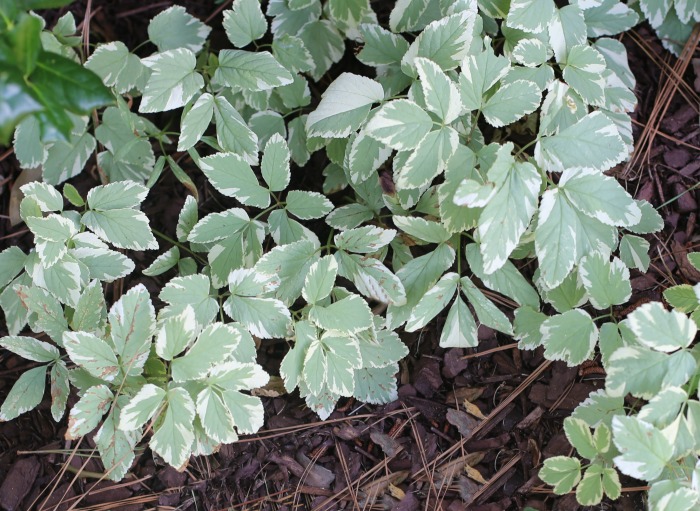 Snow on the mountain is a ground cover that will grow in shade gardens as well as full sun.