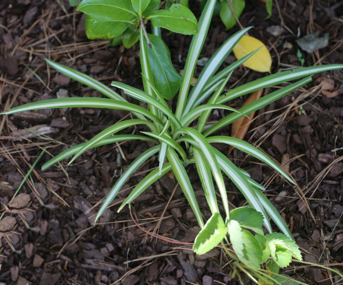 Spider plant
