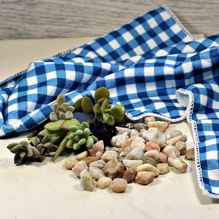 succulents and small rocks