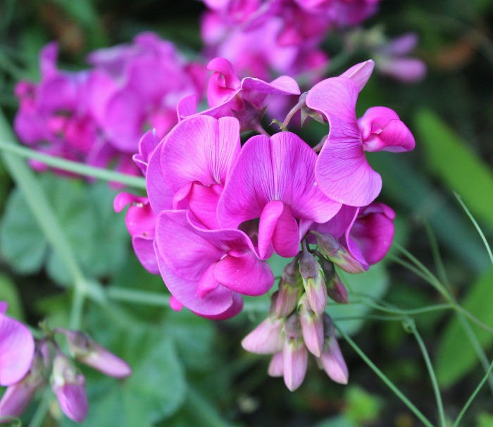 Pink sweet pear has a vining habit and scented flower
