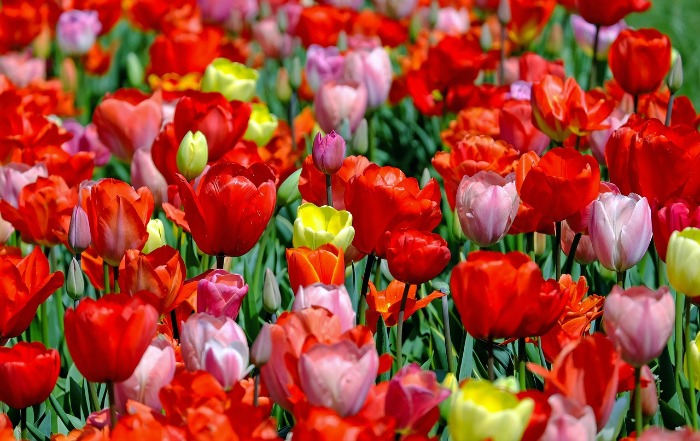 Garden bed with tulips growing