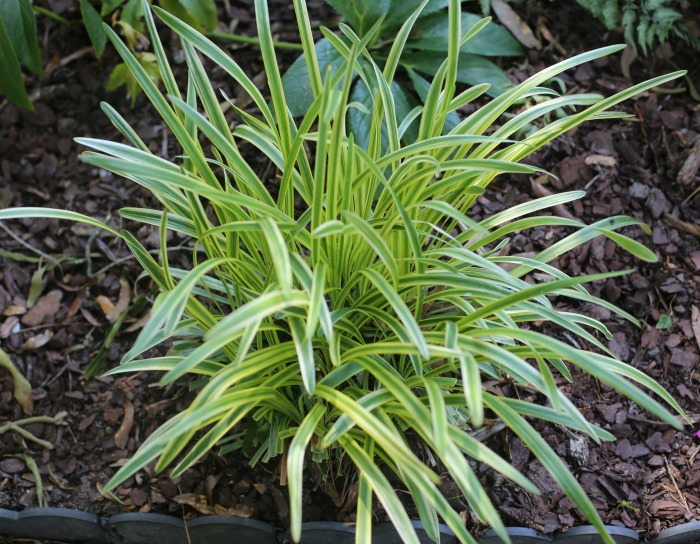 Variegated liriope plant