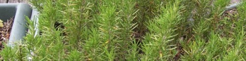 Fresh Rosemary – Herb to Grow in Patio Containers