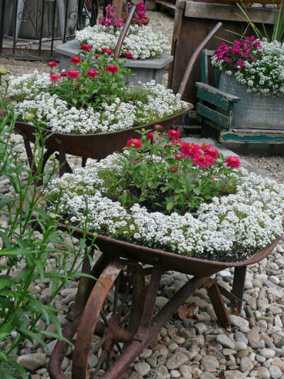 Vintage metal wheel barrow planted with sweet alyssum.